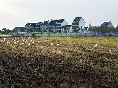 田园风光,白鹭,农耕