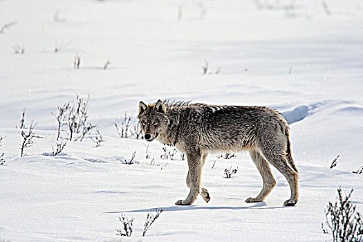 野生,灰狼,狼,冬天,落基山脉,不列颠哥伦比亚省,加拿大