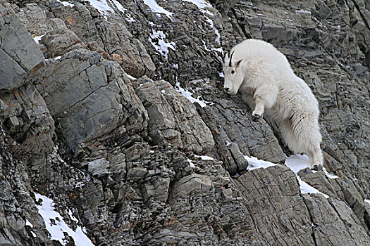 石山羊,雪羊,女性,攀登,悬崖,冰川国家公园,蒙大拿