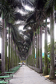 椰树番禺百万葵园