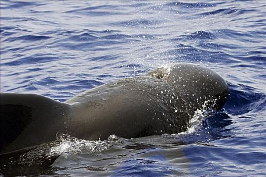 夏威夷,夏威夷大岛,呼气,雄性动物,雄性,大吻巨头鲸,短肢领航鲸