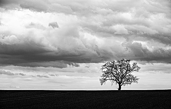孤树,橡树,地平线,云