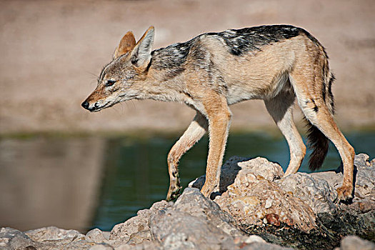 黑背狐狼,黑背豺,水坑,卡拉哈迪大羚羊国家公园,北开普,南非,非洲