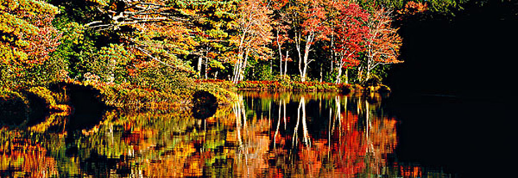 秋色,反射,公园,新斯科舍省,加拿大