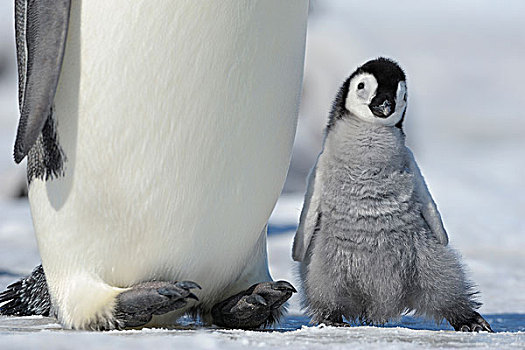 特写,帝企鹅,幼禽,靠近,成年,雪丘岛,南极半岛,南极