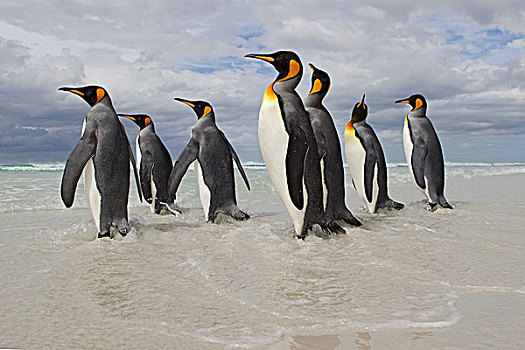 帝企鹅,群,海滩,走,海浪,自愿角,福克兰群岛