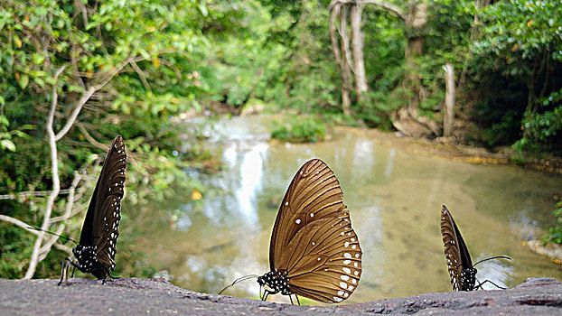 泰国,国家公园,蝴蝶