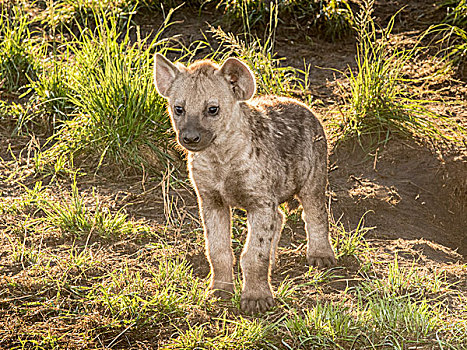 斑鬣狗,幼兽,伊丽莎白女王国家公园,乌干达,非洲