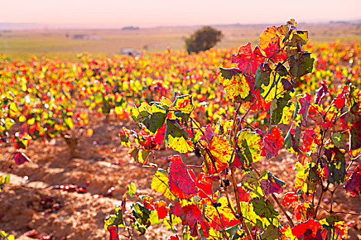 秋天,金色,红色,葡萄园,西班牙