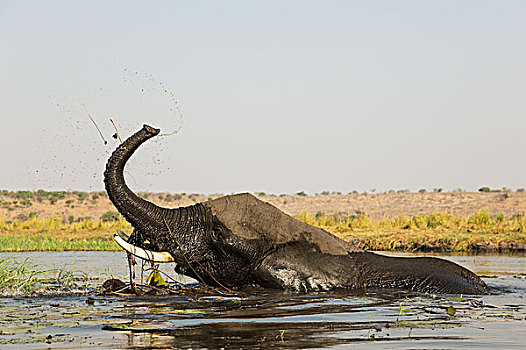 非洲象,玩耍,母牛,乔贝,河,乔贝国家公园,博茨瓦纳,非洲