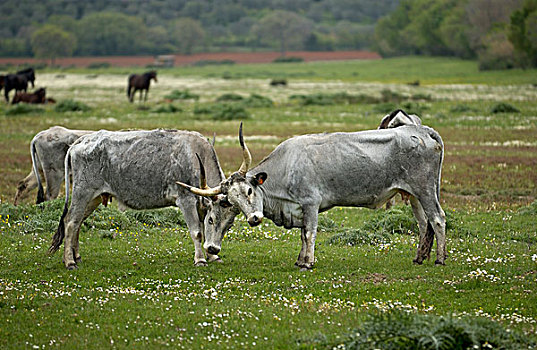 牛,母牛,自然公园,靠近,格罗塞托,省,托斯卡纳,意大利,欧洲