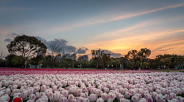 夕阳下的郁金香花海