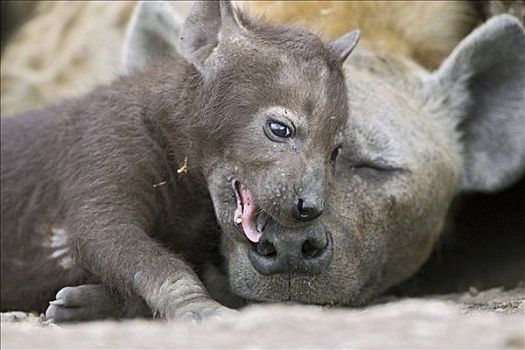 斑鬣狗,白天,老,幼兽,玩耍,咀嚼,母兽,马赛马拉国家保护区,肯尼亚
