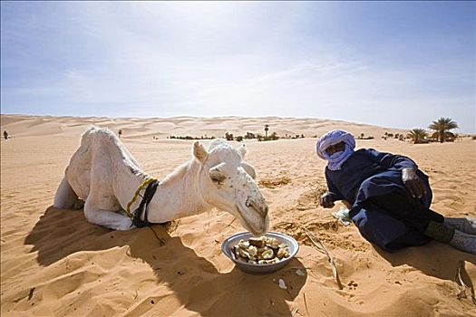 男人,骆驼,休息,利比亚