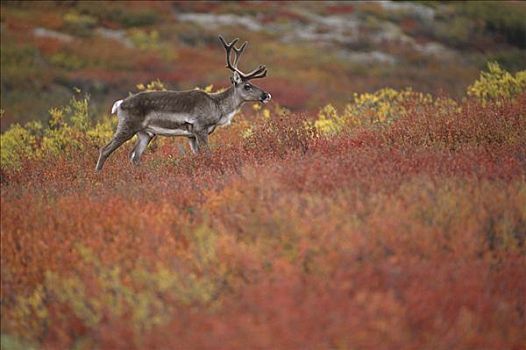 北美驯鹿,驯鹿属,雄性动物,肖像,德纳利国家公园和自然保护区,阿拉斯加