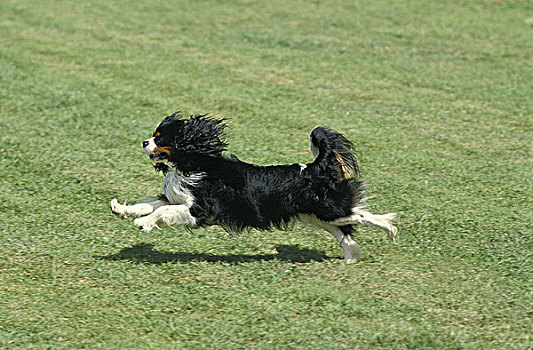 查尔斯王犬,成年,跑,草坪