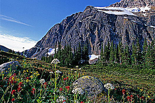 野花,山,碧玉国家公园,艾伯塔省,加拿大