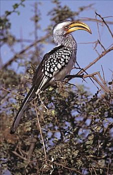 鸟,克鲁格国家公园,南非,动物