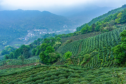 杭州,龙井茶