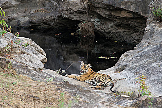 孟加拉虎,虎,老,幼兽,水潭,班德哈维夫国家公园,印度