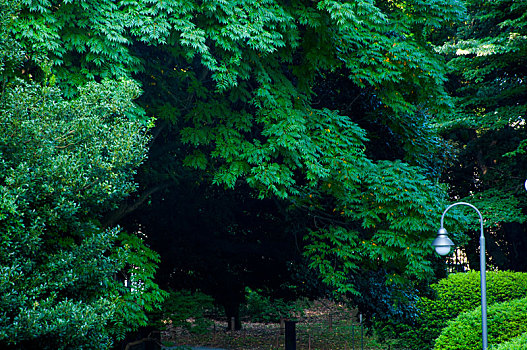 日本东京上野公园,夏天清凉的宁静的公园绿树