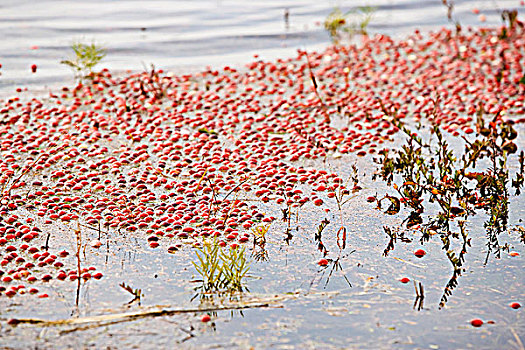 蔓越莓,湿地