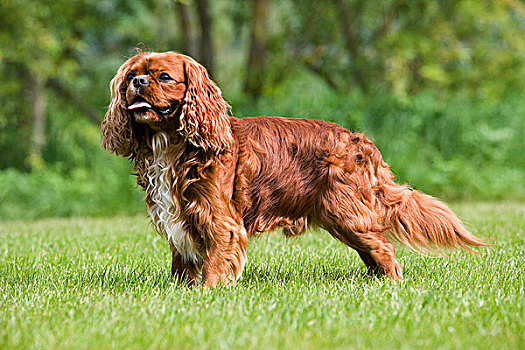 查尔斯王犬,雄性,站立,草坪