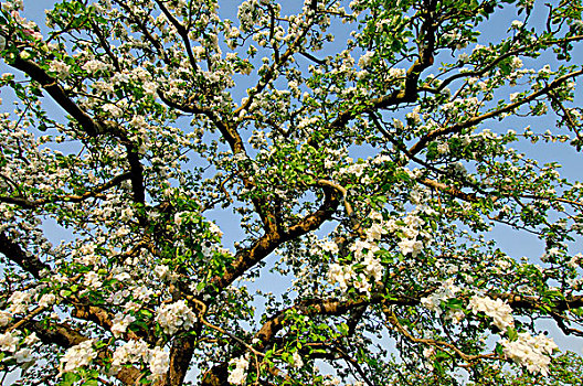 苹果,树,花,荷兰
