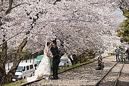 婚礼,伴侣,姿势,照相,樱花,东山,京都,日本