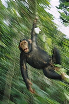 黑猩猩,类人猿,幼小,晃动,蔓藤,加蓬