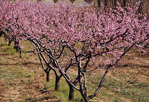 盛开,桃树,罗纳河谷
