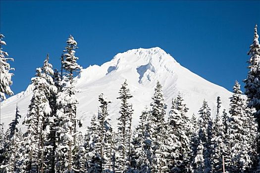 胡德山,树,积雪