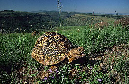 豹纹龟,山谷,自然保护区,南非,非洲