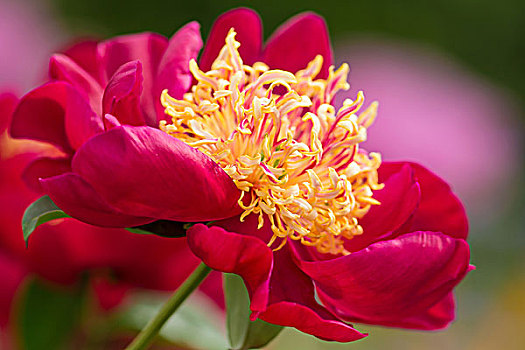 花,牡丹