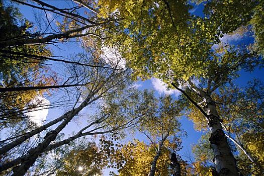桦树,蓝天,深秋,秋天,阿尔冈金省立公园,安大略省,加拿大