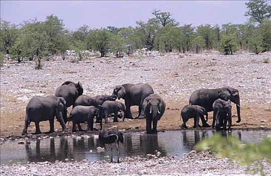 象科,纳米比亚,非洲