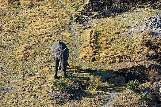 航拍,孤单,非洲象,进食,奥卡万戈三角洲,博茨瓦纳