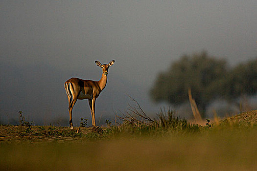 黑斑羚,津巴布韦