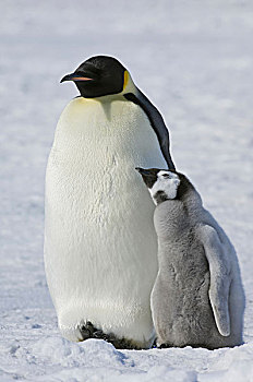 两个,帝企鹅,成年,鸟,幼禽,并排,冰