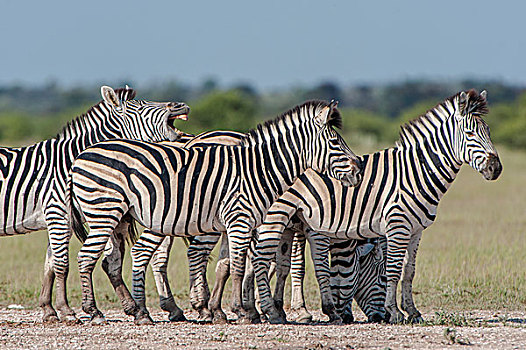 斑马,国家公园,博茨瓦纳,非洲