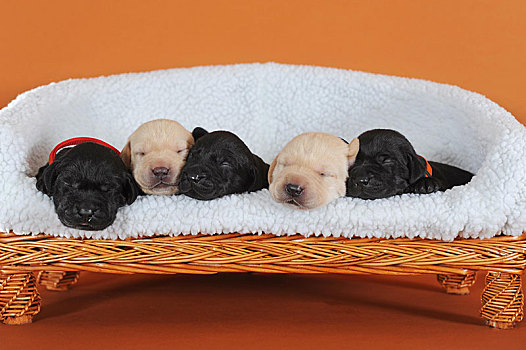 拉布拉多犬,黄色,黑色,小狗,10天,睡觉,并排,狗,沙发,奥地利,欧洲