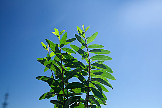 植物