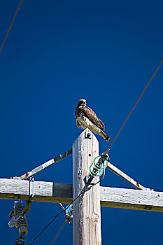 鸟,坐,上面,木杆,电线,卡尔加里,艾伯塔省,加拿大