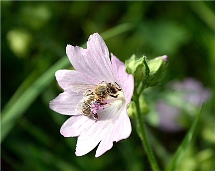 蜜蜂,授粉