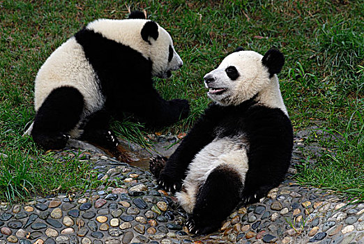 两个,大熊猫,研究,饲养,中心,成都,四川,中国,亚洲