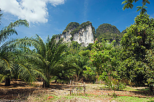 手掌,油,种植园,喀斯特地貌,山峦,靠近,攀牙,泰国,东南亚