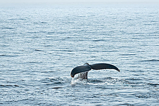 鲸尾叶突,驼背鲸,大翅鲸属,鲸鱼,跳进,巴伦支海,海洋,斯瓦尔巴群岛,斯瓦尔巴特群岛,挪威,欧洲