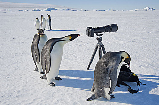 好奇,帝企鹅,看镜头,冰,山,岛屿,鸟,凝视,取景器