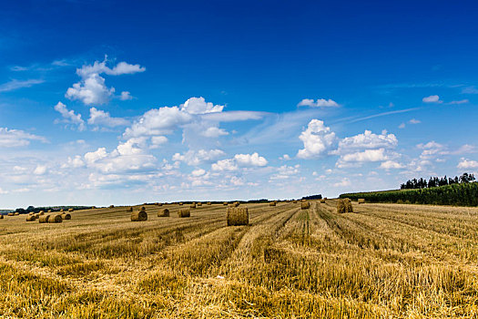 干草包,地点,丰收,波兰