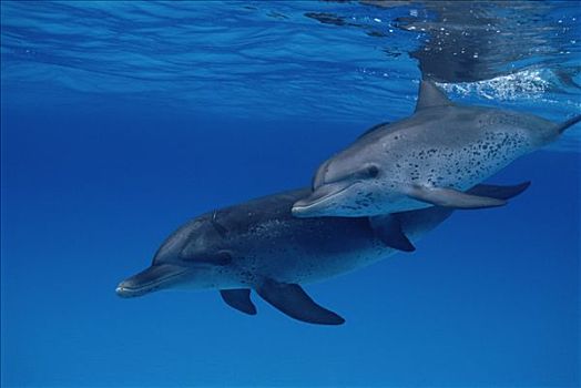 大西洋点斑原海豚,花斑原海豚,一对,水下,加勒比海